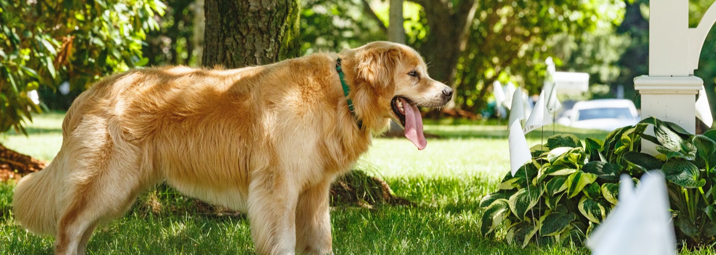 DogWatch of Wichita Hidden Fence, Wichita, KS | Outdoor Hidden Dog Fences Slider Image