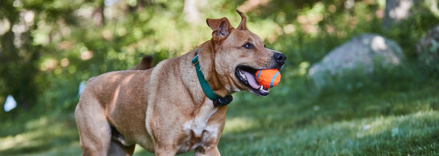 DogWatch of Wichita Hidden Fence, Wichita, KS | ProFenceX Slider Image